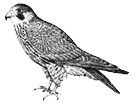 Peregrine Falcon by Lisa Kearsley