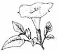 Sacred Datura by Lisa Kearsley